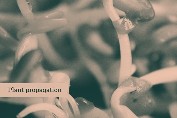 Plant propagation